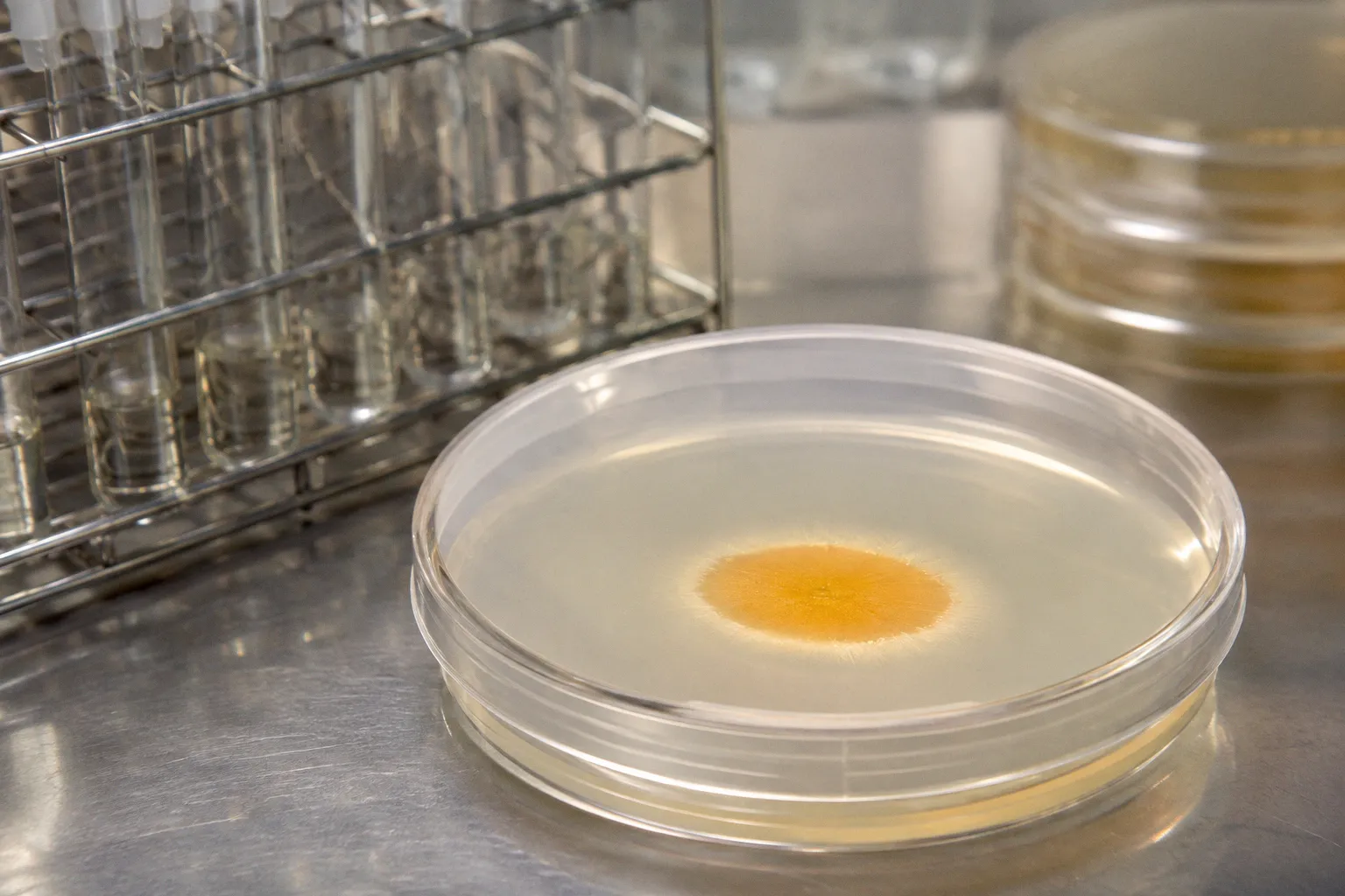 Mycoplasma Genitalium Reflex Testing: Protocol Next Steps